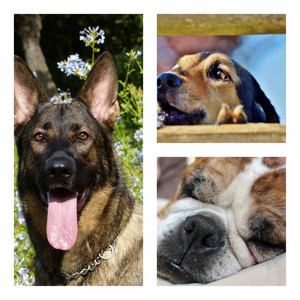 Background Music for Happiest Dog Times album