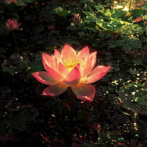WATER LILY by One84k