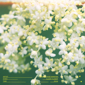 OFFICIAL HIGE DANDISM - Elderflower