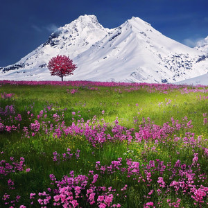 Visions of Peace