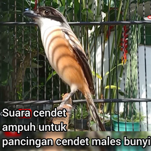 Suara Cendet Ampuh Untuk Pancingan Cendet Males Bunyi - Remastered 2023 by Master cendet 87