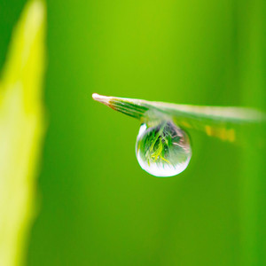 Rain Sound White Noise - Sound of the Water as Raindrops Hit the Leaves