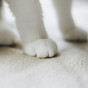 Tender Steps by Piano Softly