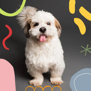 Music for Pet Dogs (Chill Out) album