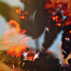 Charms by Sun-Loving Perennials