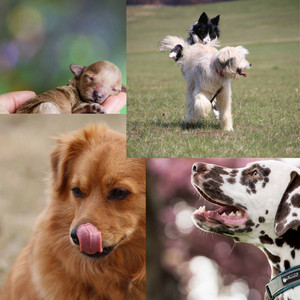 Fabulous Music for Cool Pups - Trumpet Solo album