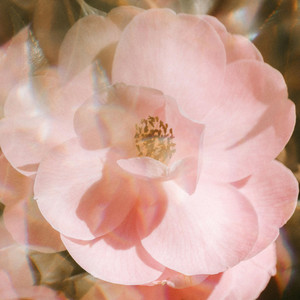 Prism on Pale Pink by Esteban Miravel