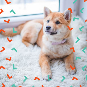 Chillout (Music for Pet Dogs) album