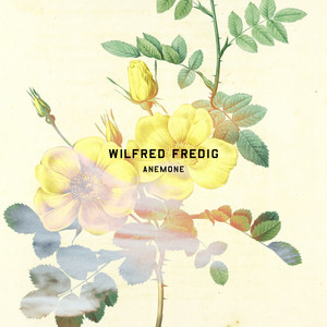 Anemone by Wilfred Fredig