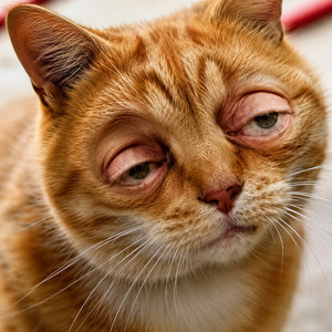 Whatever Cat! by MEMEDROP, De Tekentovenaar, Funny Songs