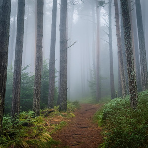 Walk With Me by Iwan Mugello