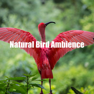 Natural Bird Ambience
