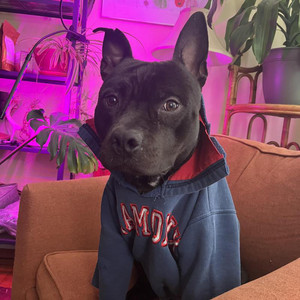 mortal man (RIP Milo)