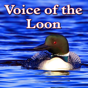 Loon Calls in Their Natural Environment