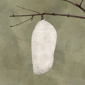 Metamorphosis by Benjamin Reid