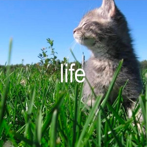 life by RackBasedh