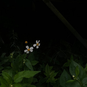 Bệnh tâm lý by Le Nhat Minh