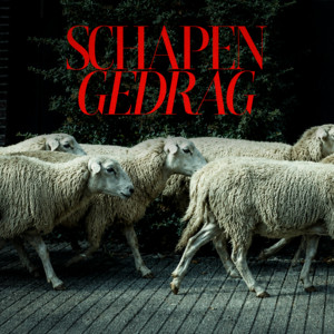 Schapengedrag by Bruno Prent