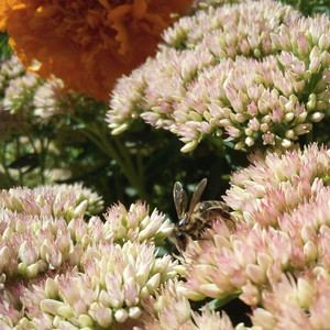 new bloom by kenzo., beyond pluto