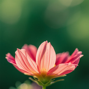 mariana salawasta - Fire in the Silence