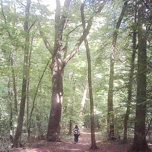 our sunlit forest walk through rustling leaves and snapping twigs by Tomasz Bednarczyk