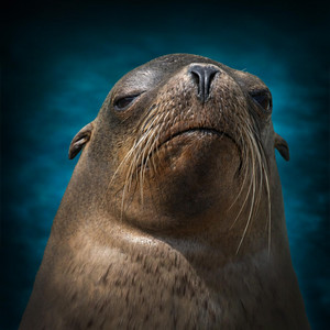 The Sea Life by G Lion