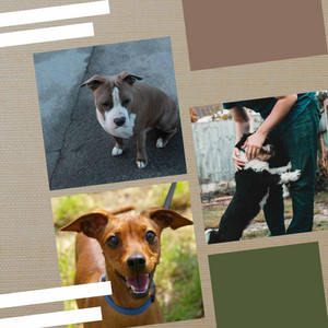 Jazz Ballad - Bgm for Taking Care of Pups album
