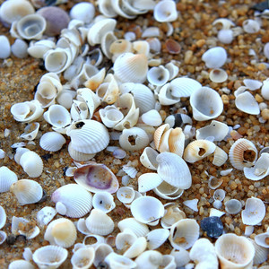 Shells
