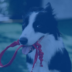 Music for Doggy Playtime album