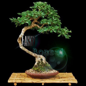 Fanki - Bonsai