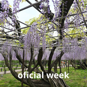 oficial week by Mogosplat