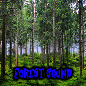 Soundscapes Fabrizio - Forest Sound