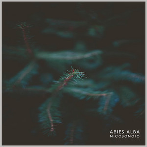 Abies Alba by Nicosonoio