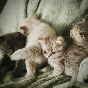 Kittens by Eric Hales