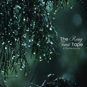 Rainy Day in the Forest Pt.2 by The Rain Collector