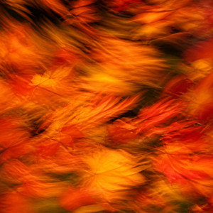 Orchard Fire by Luuk