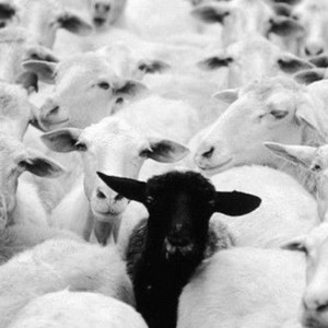 The goat by Centimetro beat