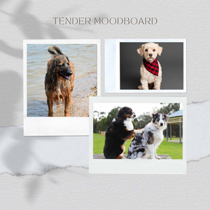 Simplistic - The Cutest Dog album