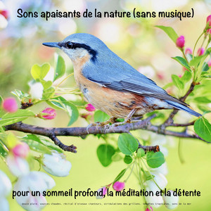 Sons apaisants de la nature (sans musique) pour un sommeil profond, la méditation et la détente [douce pluie, sources chaudes, récital d'oiseaux chanteurs, stridulations des grillons, tempêtes tropicales, sons de la mer]