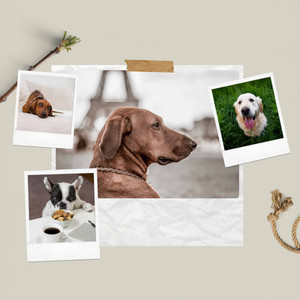 Sophisticated Backdrop for Sweet Pups album