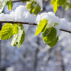 Snow on green leaves / Сніг на зеленому листі by Wszystko