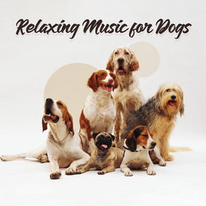 Relaxing Music for Dogs: Therapy Music for Anxiety & Calm Sleep, Relax with Your Dog
