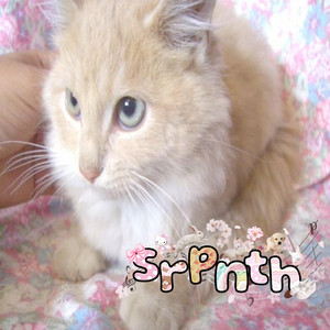 sophie is my kitty by srpnth