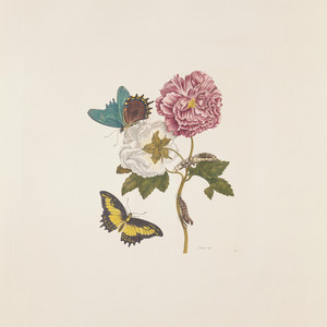 Luna de Primavera