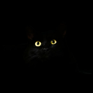 GATASUELTA by Syrius, Klemon