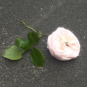 Capa do álbum de Avé, Raposa