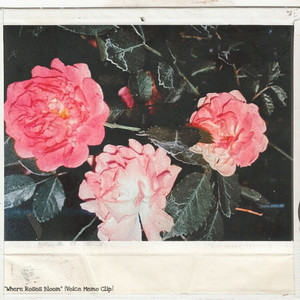 Where Roses Bloom - Voice Memo Clip by Teesa