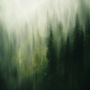 The Forest Wakes Slowly by Veldt Echoes