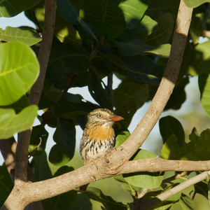 Baby thug - Piseiro Muita Fé