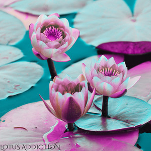 The Great Addiction by LOTUS ADDICTION